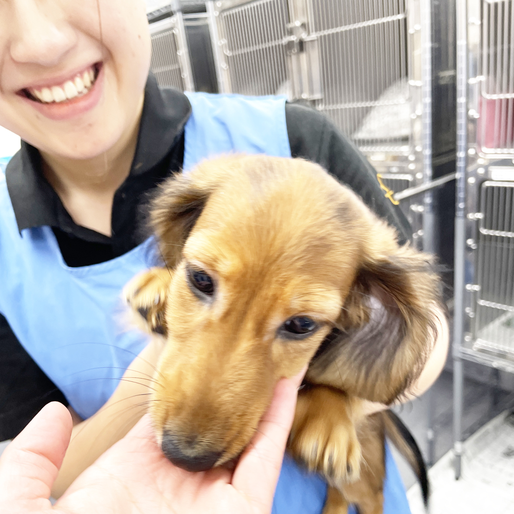 ２年生が子犬のお世話☆